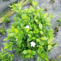 各类栀子花和茉莉花品种很多。有盆栽花和工程苗都有售长年供应。