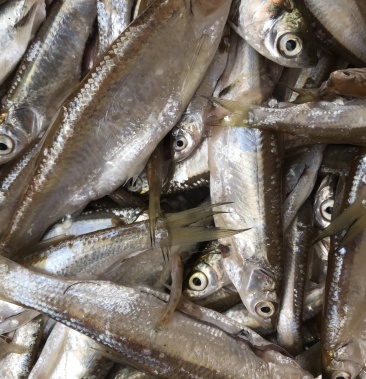 兰刀鱼镰刀鱼冰鲜冻版发货一手货源