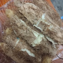 毛薯