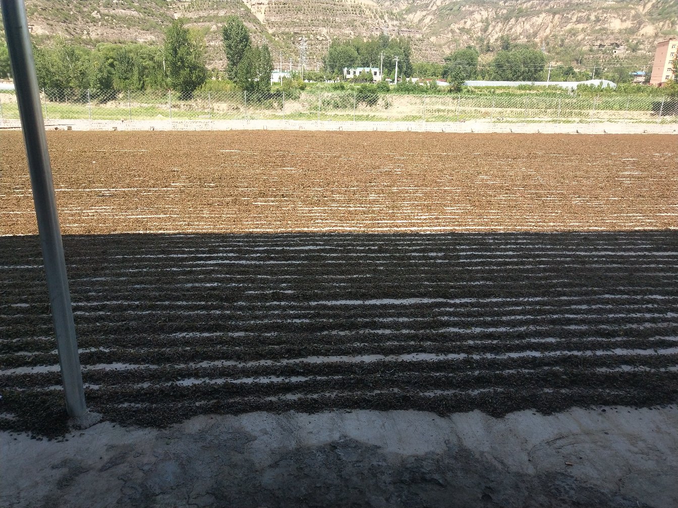 青翘在竹匾上自然晾晒,阳光充足,通风良好 青翘晾晒场景