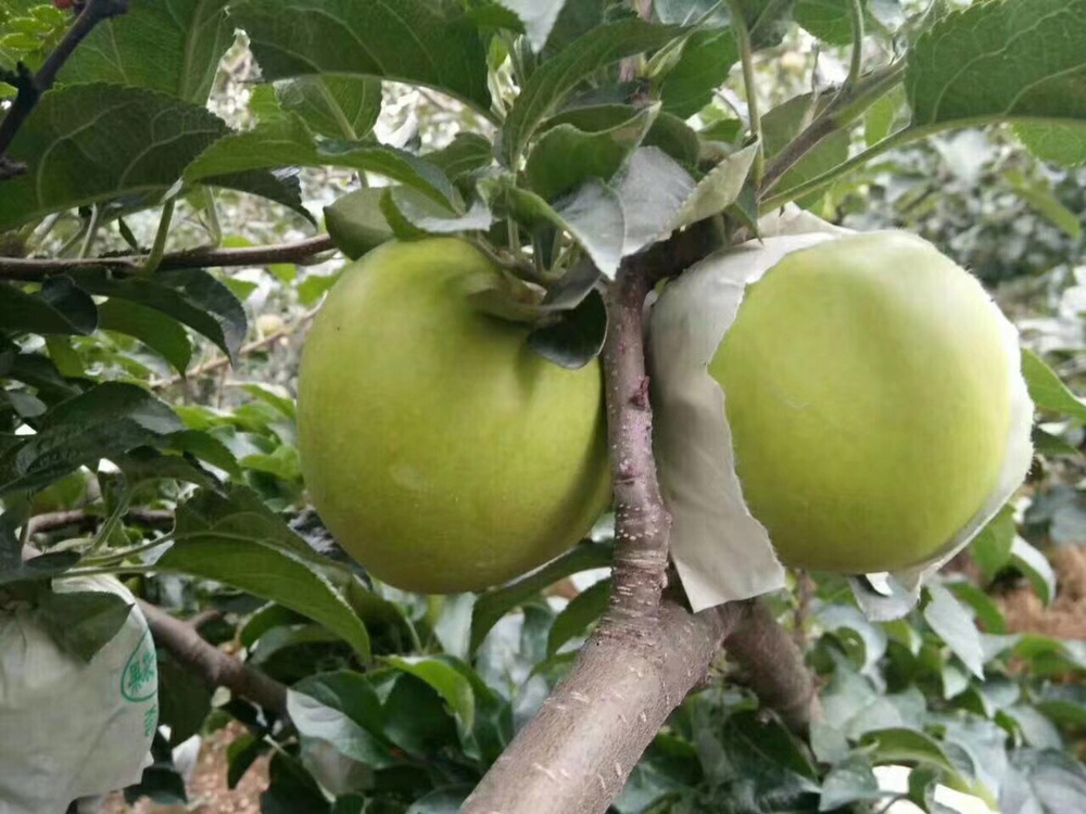 红将军苹果与红富士苹果树田对比图