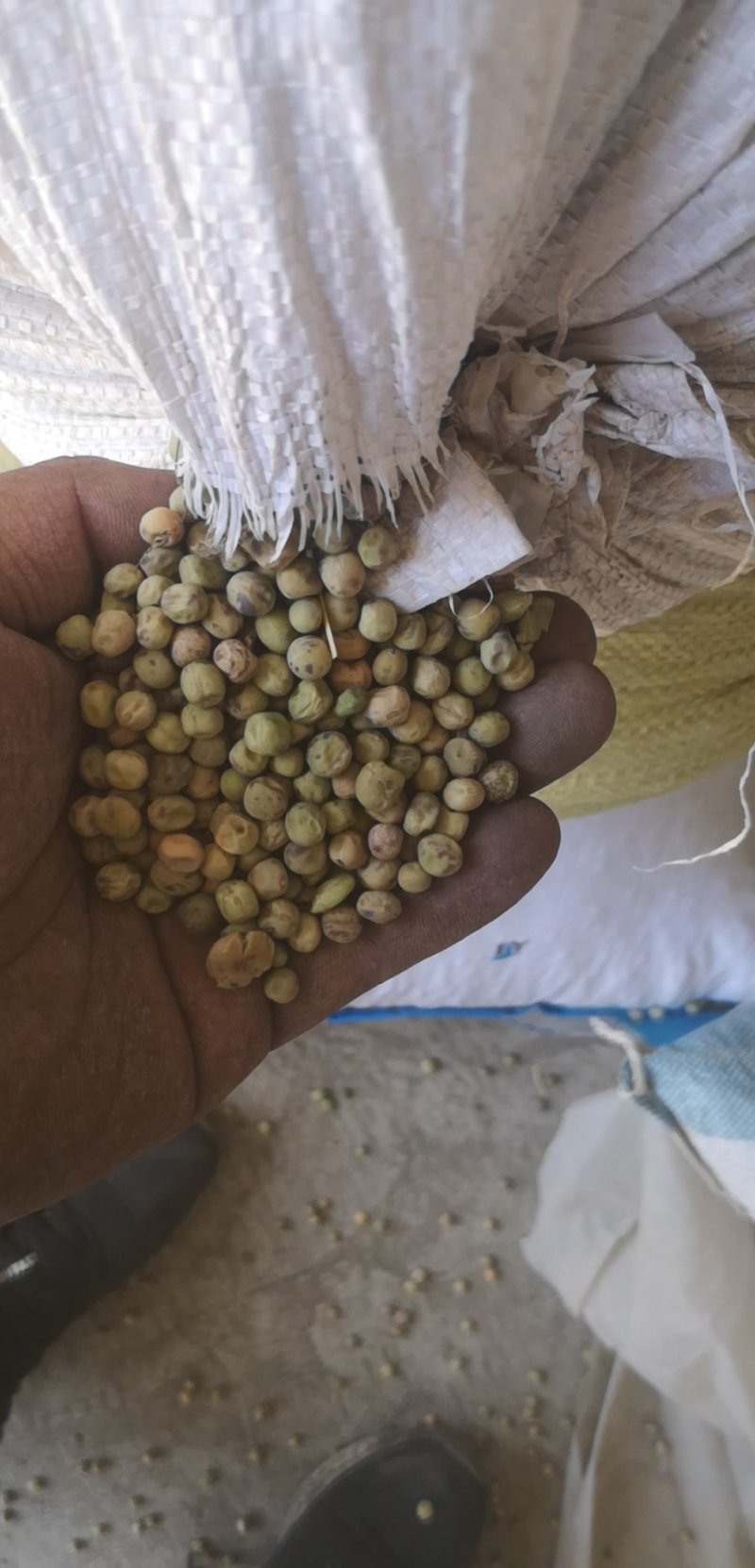 甘肃定西通渭县豌豆 7.00元/公斤麻豌豆种子
