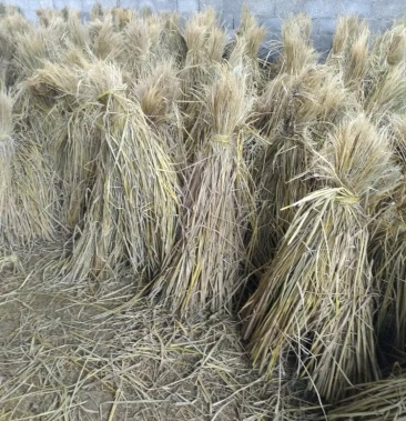 [稻草批发]干稻草贵州找合伙人谷草价格2000.00元/吨 - 一亩田
