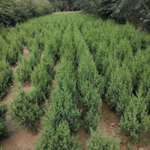 塔侩：乔灌木，绿化工程苗木