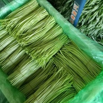 精品芦蒿现货