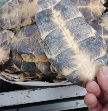 生龟板 旱龟板 正品保证质量无理由退货退款