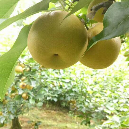 砀山县黄花梨价格行情走势 - 一亩田