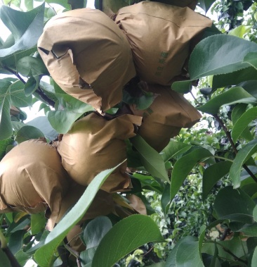 [梨批发]晚秀梨价格1.80元/斤 - 一亩田