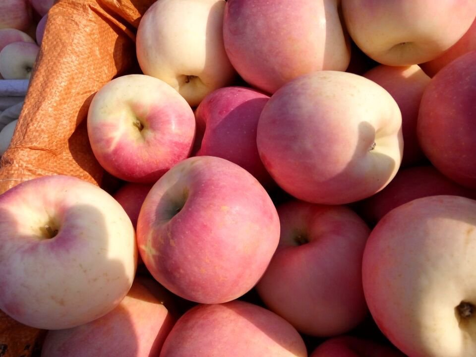 红将军苹果特写展示图