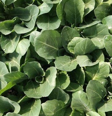 韩绿甘蓝苗天天有货,欢迎前来订购!