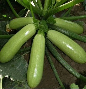 西葫芦冷棚绿皮油葫芦冷棚种植常年寻找有实力客户保质保量