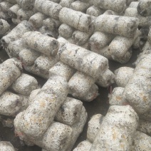 平菇菌包，大袋规格26×55