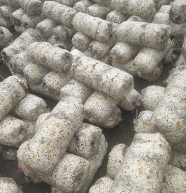 平菇菌包,大袋规格26×55