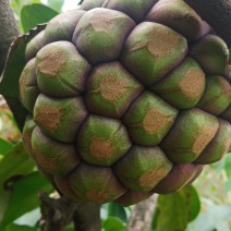 黑老虎果