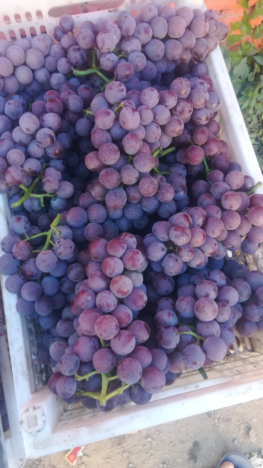 河北邢台巨峰葡萄二茬大串大粒大量供应颜色黑红