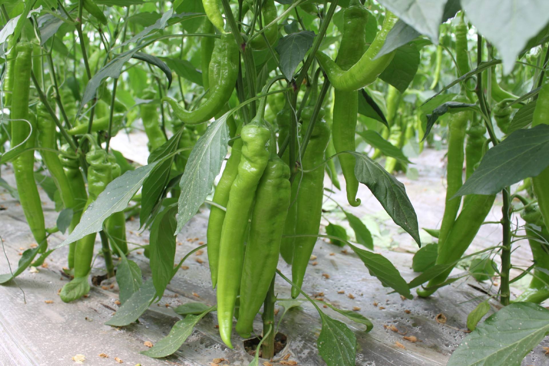 一株生长旺盛的牛角椒植株,枝条上挂满新鲜绿色的牛角椒果实,部分果实已开始转红;背景为田园菜地,阳光充足,叶片翠绿,果实表面光洁无斑点,展现良好的生长状态 牛角椒植株与果实特写