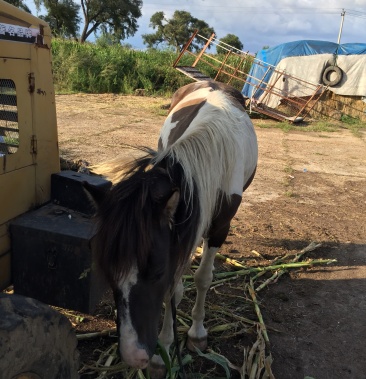 [马批发]活马 骑马 肉马 育肥马价格9000.00元/公斤 - 一亩田