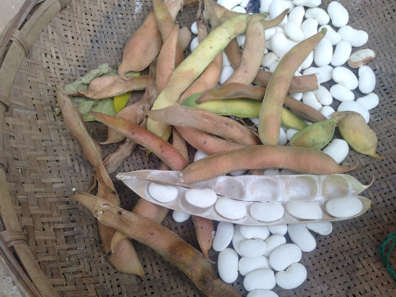 新鲜的白扁豆豆荚和干豆粒,摆放在竹篮中 白扁豆实物图