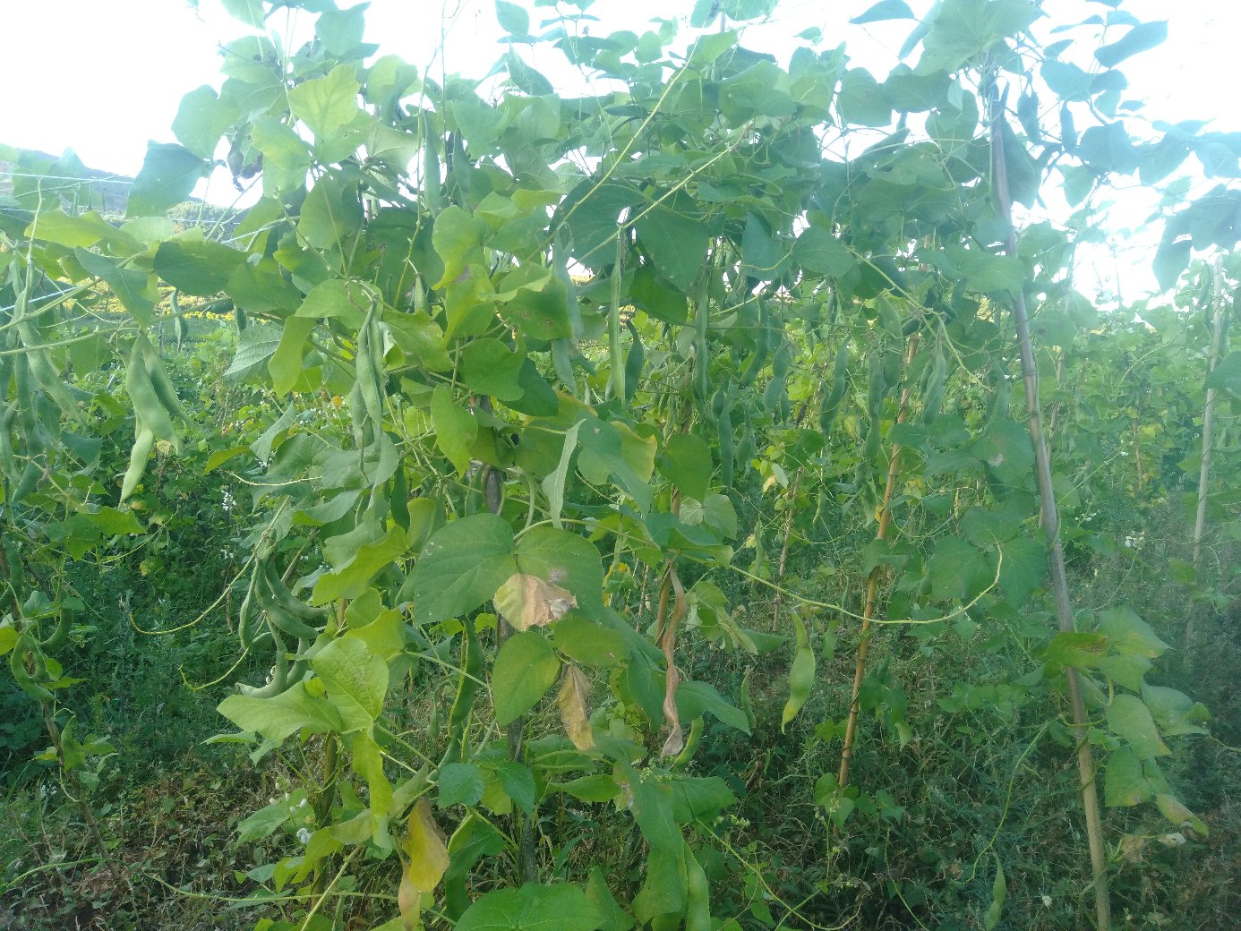 芸豆植株与豆荚特写