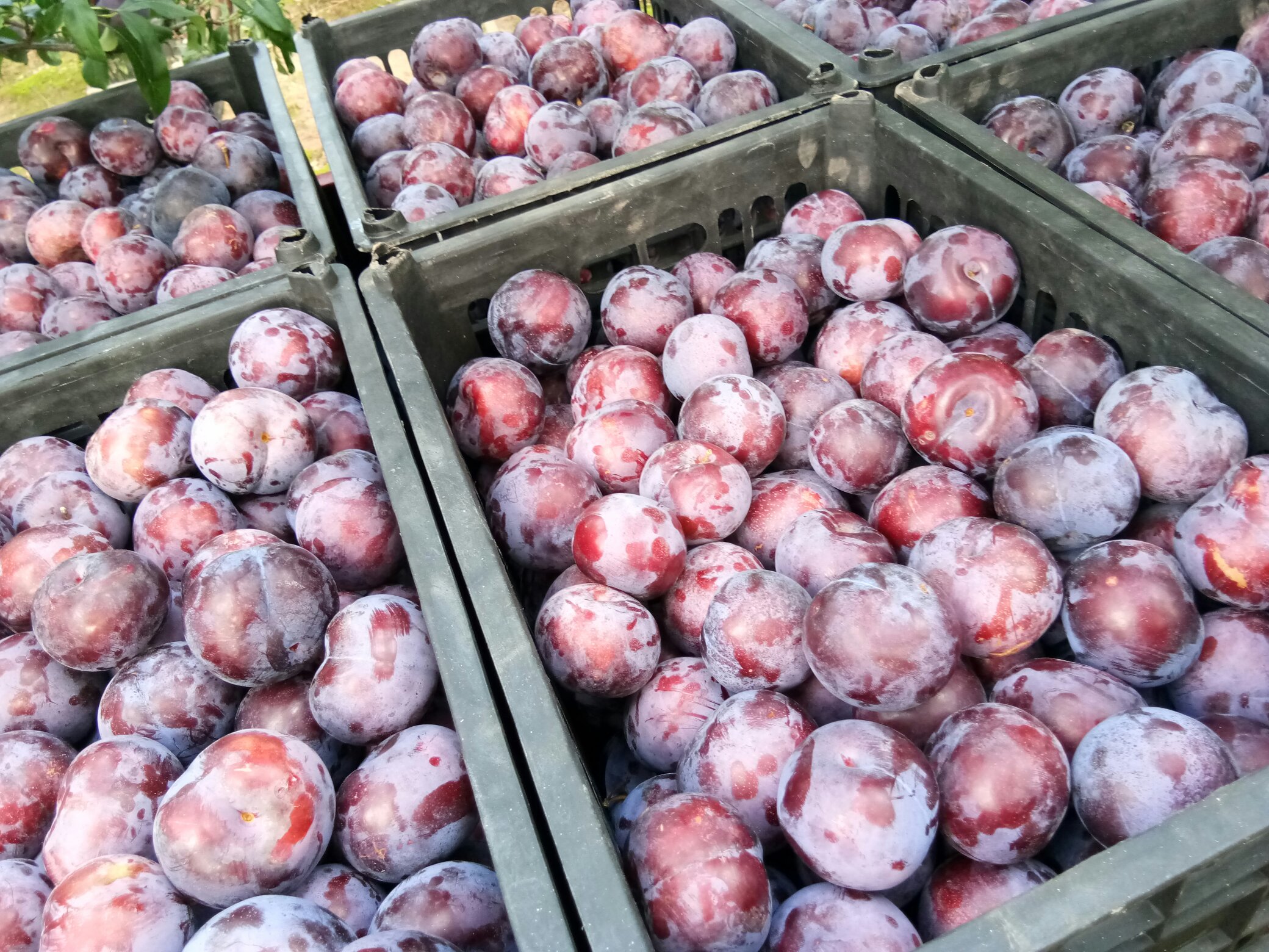 李子与黑加仑对比图