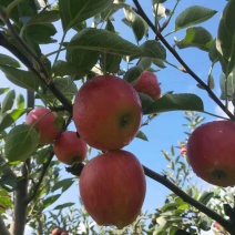 嘎啦苹果苗，马龙苹果🍎苗，龙威苹果苗，龙嘎苹果树苗。