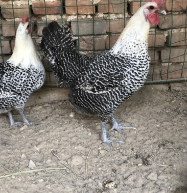 银脖子种蛋鸡苗一个多月的喜欢的朋友来哦