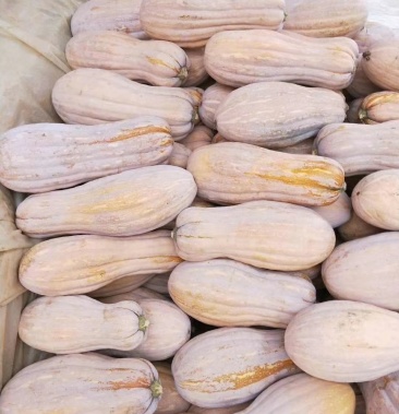 [蜜本南瓜批发]金韩密本南瓜头茬山地南瓜甜!甜!一手货源价格0.40元/