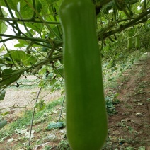 瓠瓜胡子大量