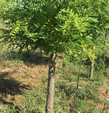 [金枝槐批发]矮接金枝槐5—12cm价格100.00元/棵 - 一亩田