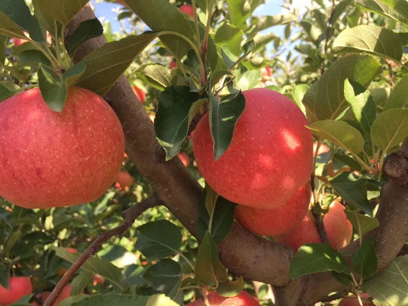 苹果,张家口蔚县国产姬娜果