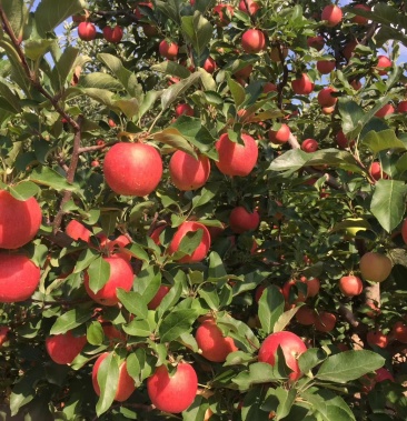 苹果,张家口蔚县国产姬娜果