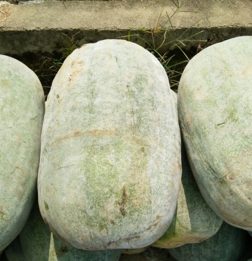 海南品种白皮冬瓜瓜型靓肉够厚