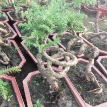 澳洲杉盆栽福建漳州花卉