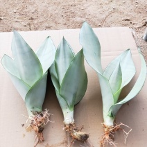 白玉兰虎皮兰虎尾兰福建漳州花卉盆栽基地批发