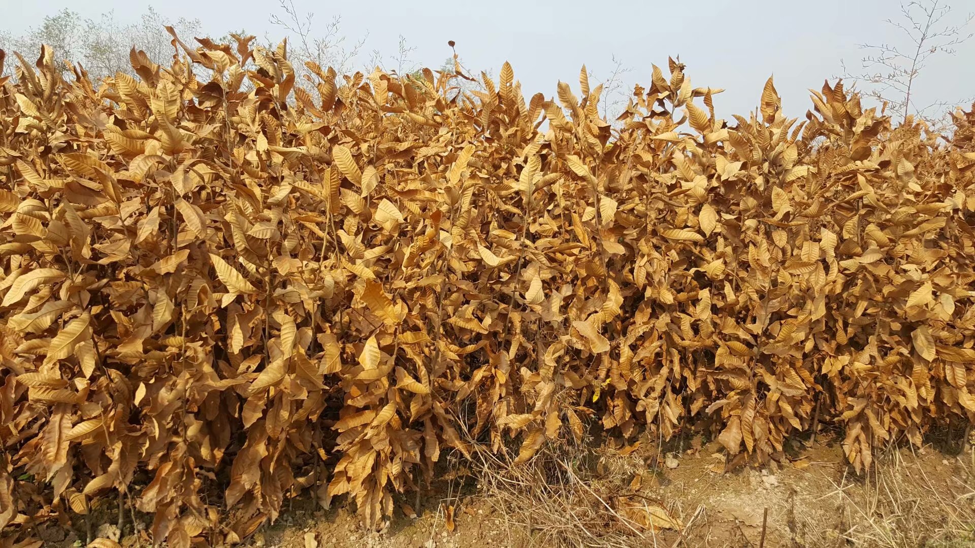 油栗冬季整形修剪示范图