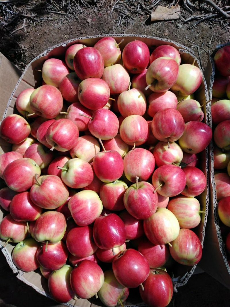 [123苹果批发]123果 红太平 龙丰果价格1.00元/斤 - 一亩田