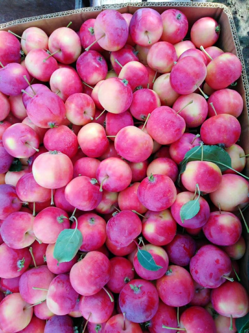 [123苹果批发]123果 红太平 龙丰果价格1.00元/斤 - 一亩田