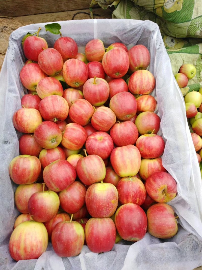 [123苹果批发]123果 红太平 龙丰果价格1.00元/斤 - 一亩田