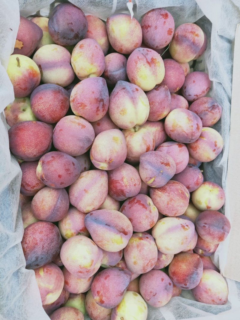 [123苹果批发]123果 红太平 龙丰果价格1.00元/斤 - 一亩田