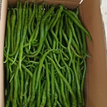线椒，螺丝