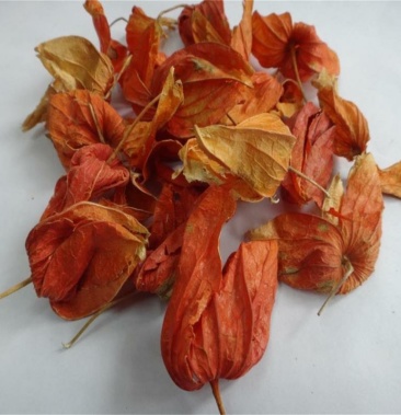 锦灯笼正品金灯笼锦灯笼挂金灯灯笼草红灯盏皮