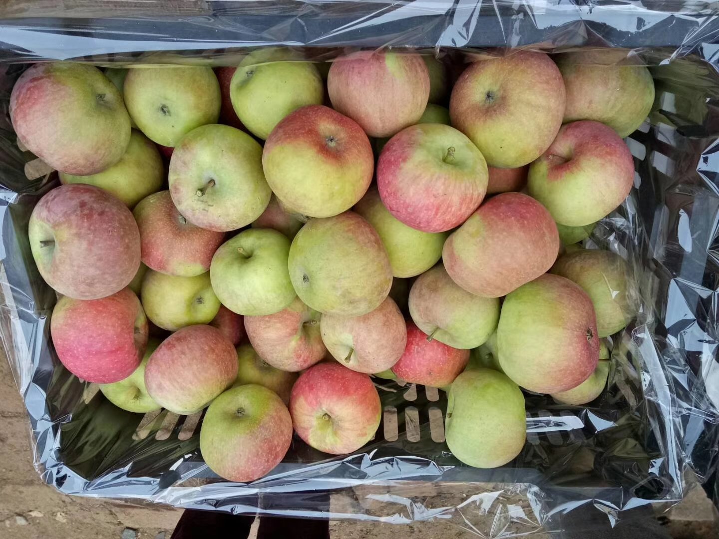 一个木质货架上摆放着数盒印有‘正宗国光苹果’字样的红色礼盒,盒子打开露出内部整齐排列的国光苹果,背景为乡村集市或特产店环境,突出产品的品牌化与商品化形象 包装精美的国光苹果礼盒摆放在木制货架上的商业展示图