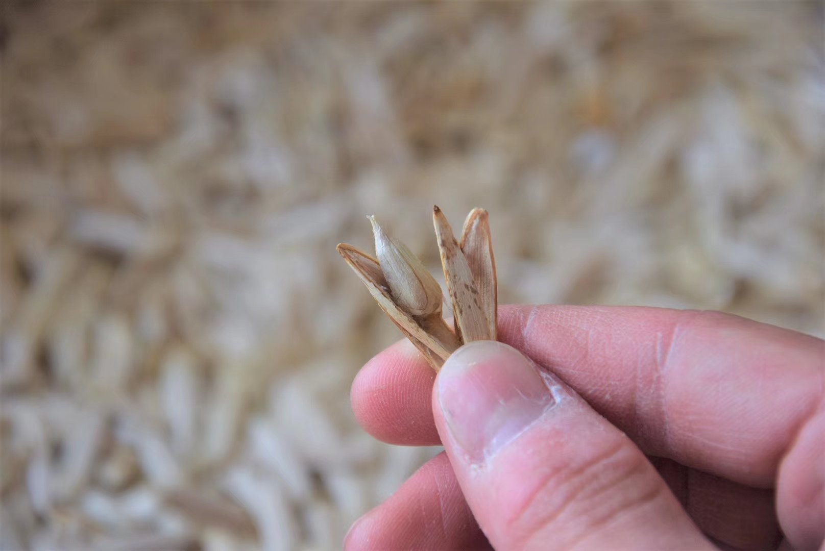 消费者手持玉菇甜瓜损坏照片投诉场景