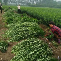 卫矛球大量出售卫矛球，量大从优