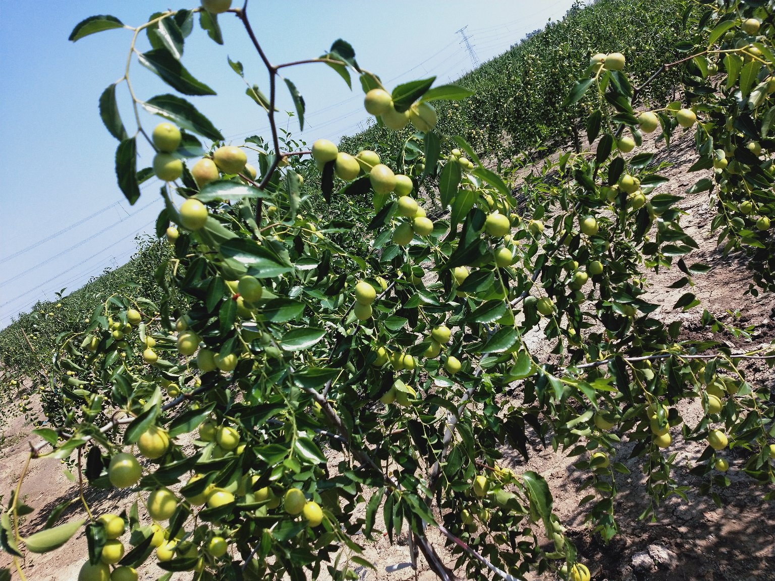 冬枣成熟季果园实景