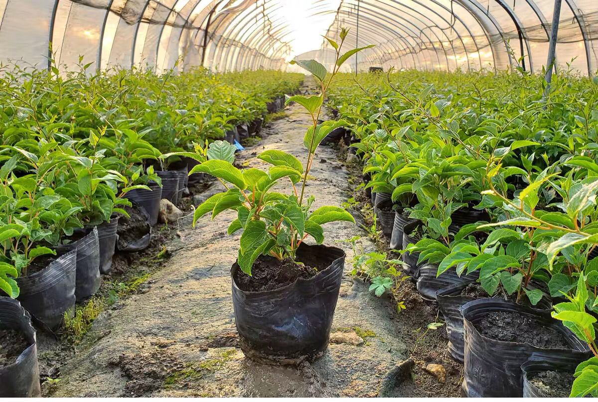 软枣猕猴桃果园实景图