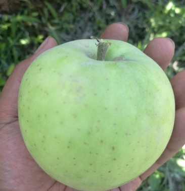 日本王林苹果新疆丑苹果丑果王林