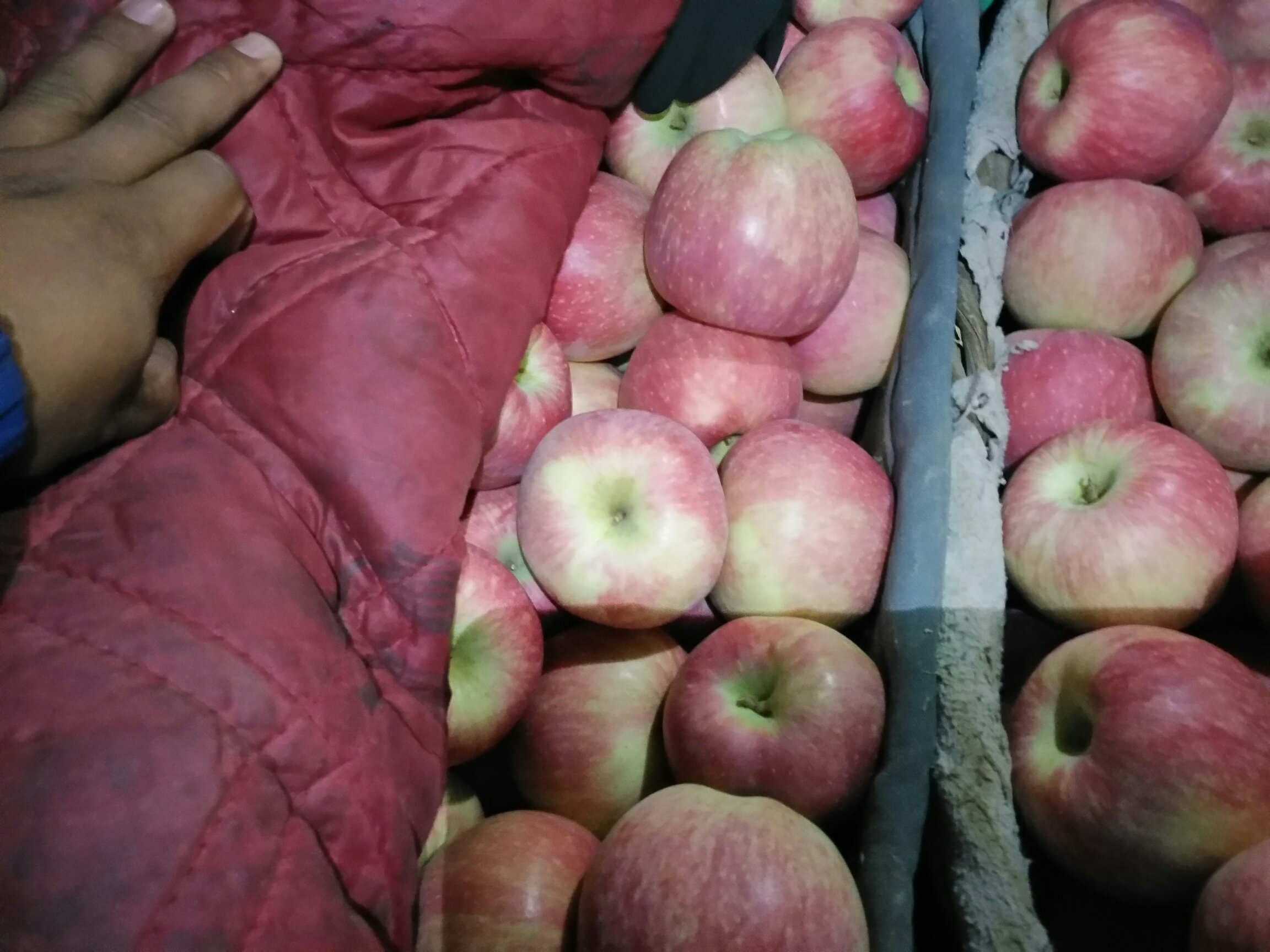 红星苹果实物图