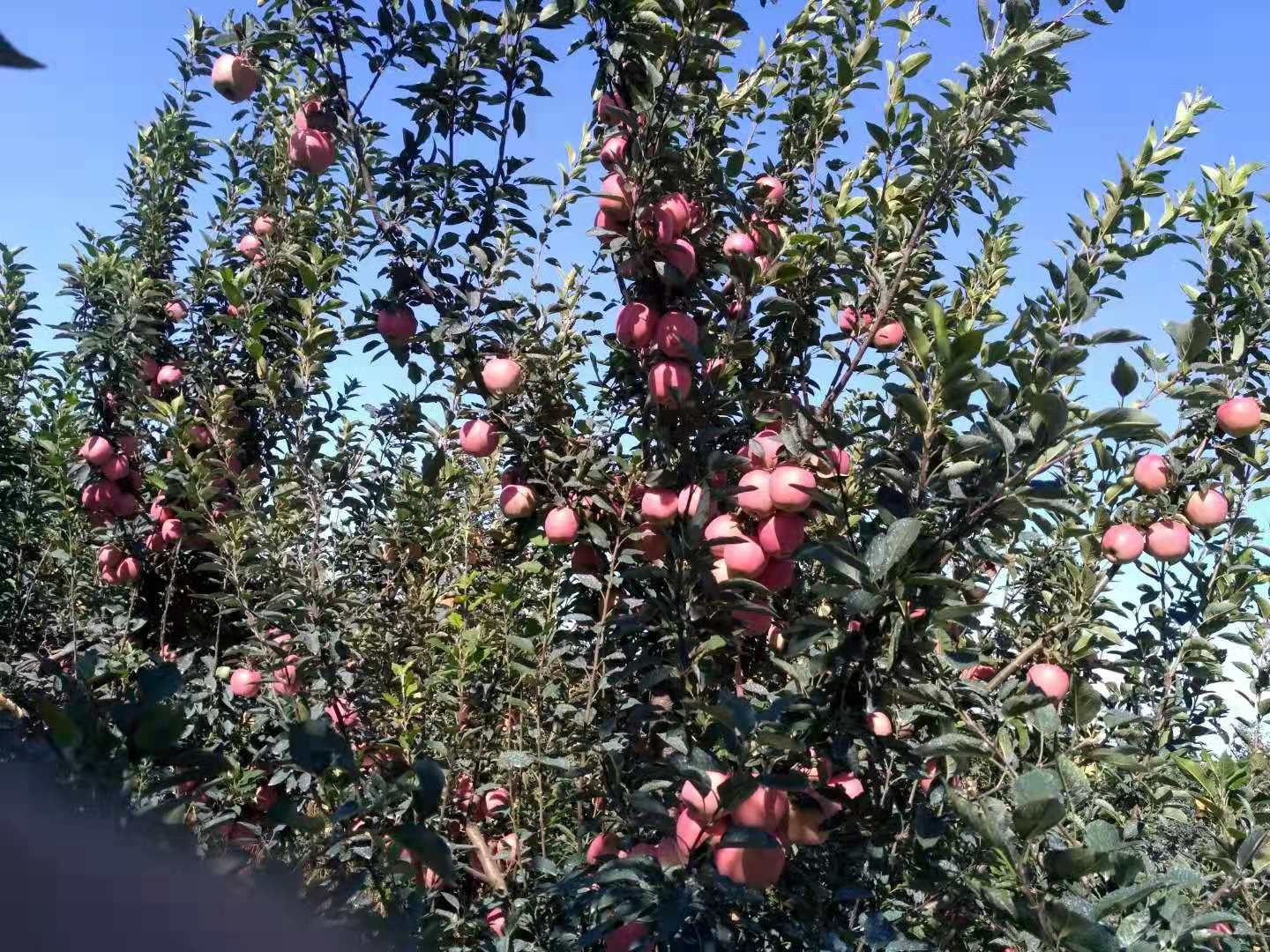 通渭苹果丰收场景