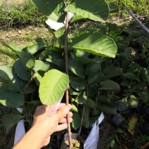 红宝石少籽芭乐番石榴苗
